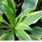 Hosta Wolverine