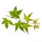 PALMATUM set of 10 trees