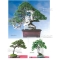 BONSAI FOCUS N° 89