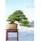 BONSAI FOCUS N° 90