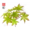 Graines d'acer amoenum shigarami