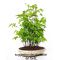 carpinus japonica 1 single tree 1 liter pot