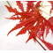 acer palmatum mikazuki