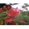 ACER PALMATUM en godet lot de 50 plants