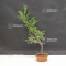 juniperus chinensis itoigawa 20-40 cm