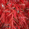 Graines d'Acer matsumurae inaba shidare