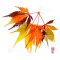 graines d'acer amoenum whitney red