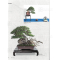 BONSAI FOCUS N° 117