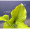 Hosta Eos