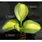 Hosta Georgia sweetheart