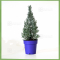 lavender christmas tree