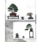 BONSAI FOCUS N° 120