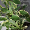 Hosta let's twist again