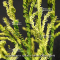 cryptomeria spiralis falcata kiara gold