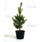 pinus pentaphylla variété "blue lou" pot 20 litres