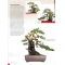 BONSAI FOCUS N° 129