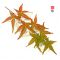 EPUISE Acer palmatum beni maiko en godet