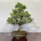 juniperus chinensis itoigawa ref : 08090233
