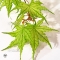 acer matsumurae seeds shigitatsu sawa