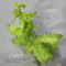 acer circinatum gees witchs broom