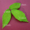 acer maximowiczanum