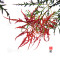 RED BABY LACE