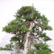 juniperus rigida ref: 19070251
