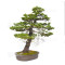 picea  jezoensis 28070251