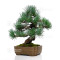 Pinus pentaphylla ref : 16120254