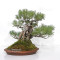 PINUS PENTAPHYLLA ref: 13010261