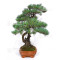 PINUS PENTAPHYLLA ref: 28070261
