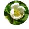 Stewartia monadelpha 0.8 Litre pot 20-30 cm