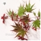 EPUISE Graines d'Acer Amoenum Sumi nagashi