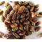 20 SEEDS PINUS THUNBERGII