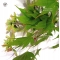 acer palmatum seeds tatsuta