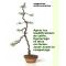 Pinus pentaphylla du Japon "ryuju" pot 2 litres