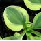 Hosta Frosted mouse ears