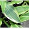 Hosta Wolverine