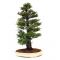 cryptomeria japonica bonsai ref: 14020147