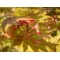 acer shirasawanum moonrise ® PBR