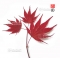 acer palmatum seeds variety 9001