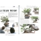 BONSAI FOCUS N° 95