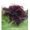 Graines d'acer amoenum bloodgood