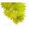 graines d'acer shirasawanum aureum