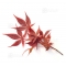 set of 6 bags of seeds japanese maple