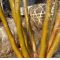 Stewartia monadelpha jeune plant pot 1 l 60-70 cm