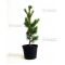 pinus pentaphylla variété "blue lou" pot 10 litres