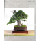 BONSAI FOCUS N° 108