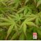 ACER PALMATUM en godet lot de 50 plants