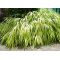 PT hakonechloa macra aureola lot de 5 plantes